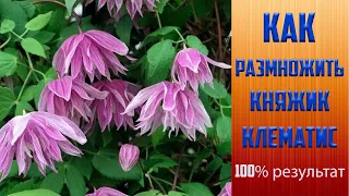 Как размножить княжик и клематис. 100% результат.