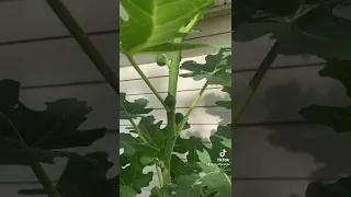 How To Properly Root Figs Cuttings In Water