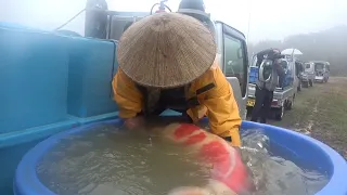 Cá Koi Nhật Siêu To Khổng Lồ, Mời Ae Chiêm Ngưỡng