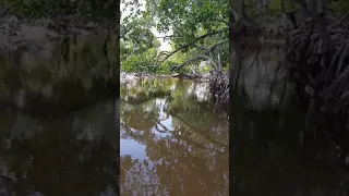 #canoe tour among #mangroves. #Watamu #Kenya