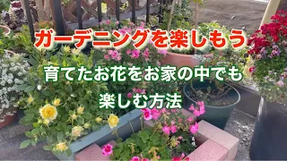 【5月のガーデニング】春から夏への準備をしましょう　【ローズマリーの使い道】こんな楽しみ方はいかが