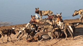 The Pack Wild Dogs (National Geographic)