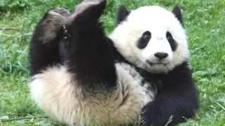 Panda Bear - A Funny Panda And Cute Panda Videos Compilation || NEW HD