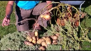 картопля озимий під сіно та мох 2 частина