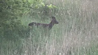 Wet day buck, 6.5x55 heart/lungs.