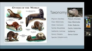 Beavers and Sea Otters