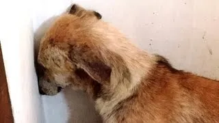 Abused Dog Stares at Wall for Days After Being Rescued