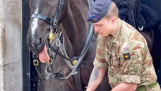 King’s Horse Happily Smiles as Trooper Brings Water 💦 to Cool Down in Very Sunny Day