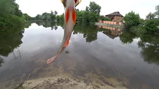 Подобрал ключик и понеслась. Ловлю окуней на кренки от TSUYOKI на городском водоеме.