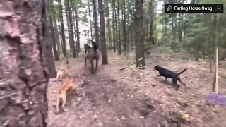 Horse kicks tree and farts on dogs then runs away to the classic crab rave…