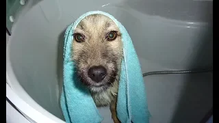 Homeless Dogs Heartwarming Reaction To Taking A Bath For The First Time