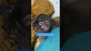 This is How This Infant Howler Monkey Almost Died