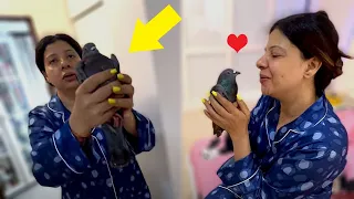 RESCUED this SCARED Pigeon | Ss vlogs :-)