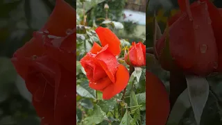 плетистая роза 'Салита'
