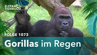 Es gibt solche und solche Tage! (Folge 1073) | Elefant, Tiger & Co. | ARD