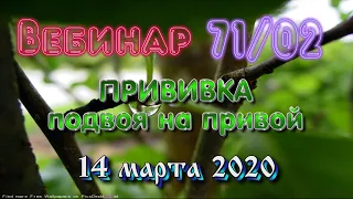 71 ч 02 Прививка привоя на подвой часть 2