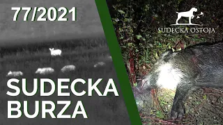 SUDECKA OSTOJA 77/2021. Sudecka Burza. Polowanie na dziki i jelenie. Hunting wildboars.