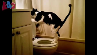 Funny Cats Compilation 2014  - Vol 2