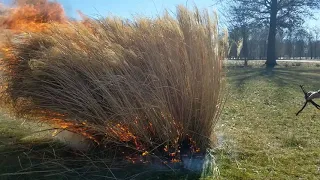 Burning Pampas Grass 2021