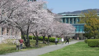 Walking through Kagamino Park in Kochi,Shikoku | Japan Travel Walking 4K