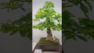 У лукоморья дуб зелёный #bonsai #shorts #дуб #garden #plant