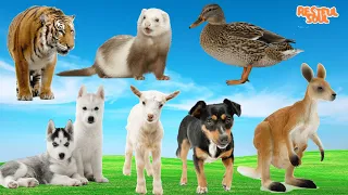 Heal emotions with animal sounds: Tiger, Otter, Duck, Wolf, Goat, Dog, Kangaroo