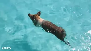 Swimming Pigs in Bahamas