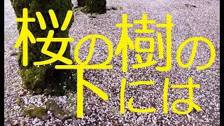 【岩井朗読】桜の樹の下には（梶井基次郎）ここが聴きどころ　朗読　岩井　正