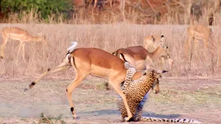 When Leopard Attack and Eat Alive Animals
