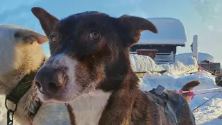 Nala, vårt bidrag om norges tøffeste hund kom dessverre ikke med i finalen. men her kommer nala:)