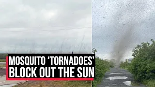 Watch : Horrifying moment mosquito ‘tornadoes’ block out the sun in Russia | Cobrapost