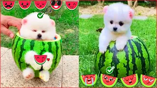 Tik Tok Chó Phốc Sóc Mini 😍 Funny and Cute Pomeranian #109