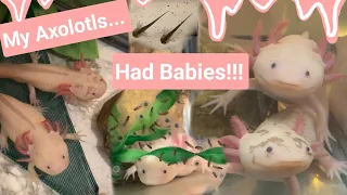 ⋆⁺₊⋆MY AXOLOTLS HAD BABIES!!!⋆⁺₊⋆