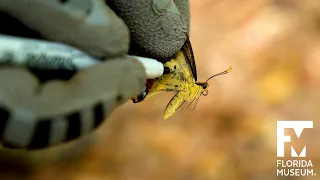 Saving Schaus' Swallowtail Butterflies