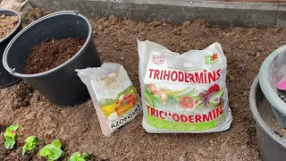 Подготавливаем почву в теплицах к высадке рассады томатов,