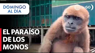 Conozca el centro de rescate “La Isla de los Monos” | Domingo al Día