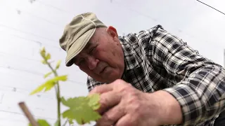 Виноград | Оїдіум та боротьба з ним