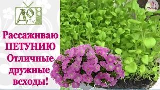 ПЕТУНИЯ. Пикировка рассады / САМЫЕ ДРУЖНЫЕ ВСХОДЫ