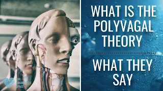 The Polyvagal Theory (101) - What they say - The Awareness Space - #PolyvagalTheory