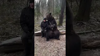 TIENE UN OSO DE MASCOTA | PORQUE LOS RUSOS TIENEN OSOS DE MASCOTA? | OSOS SALVAJES