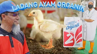 Ladang Ayam Buat DEDAK Sendiri! Ayam Organik DELIMA EMAS Milik Bumiputera Muslim