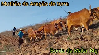 Mutirão de Aração de Terra com A tração animal. Borda da  Mata Mg (sítio do Anésio)