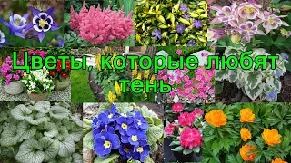 Цветы, которые любят ТЕНЬ.