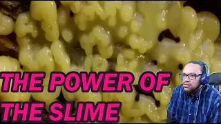 REACTION: True Facts: The Smartest Slime