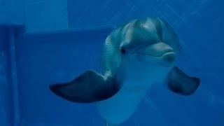 Dolphin Tale 2 - Official Main Trailer [HD]