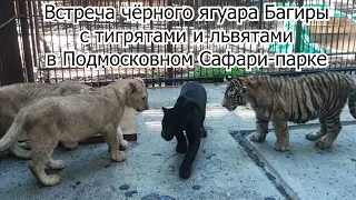 Встреча чёрного ягуара Багиры с тигрятами и львятами в Подмосковном Сафари-парке