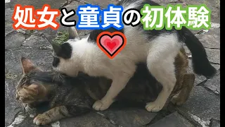 猫の初体験💗