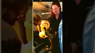 Cat Escapes on Delta Plane - What HAPPENED Next?! 🤣🙀🙈 #cat #shorts #funnycats