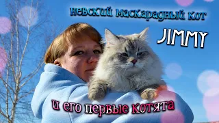 *8* великолепных Невских Маскарадных *КотяТ* / питомник кошек Маскарадный вальс