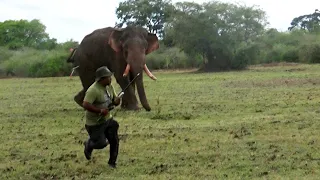 High dose antibiotic injections of medicine were given to this majestic tusk elephant for the leg.